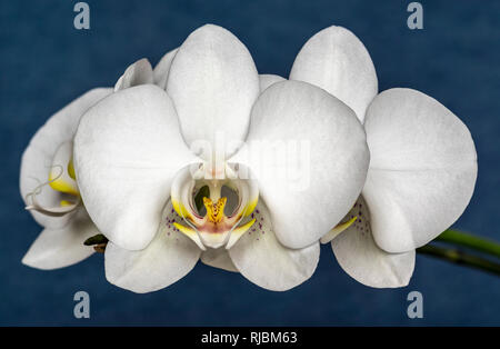 Close up photo de fleur blanche de l'espèce d'orchid contre fond bleu foncé Banque D'Images