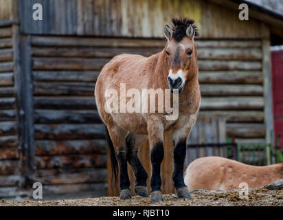 Le cheval de Przewalski se trouve près de la grange et à la recherche chez le photographe Banque D'Images