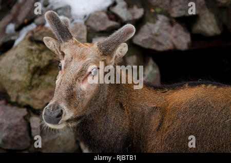 Jeune cerf avec des cornes d'une valeur au milieu d'une falaise de pierre Banque D'Images