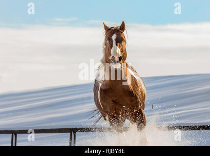 DJ fantastique cheval Saint-valentin sur la neige au galop sur une journée ensoleillée en hiver. République tchèque Banque D'Images