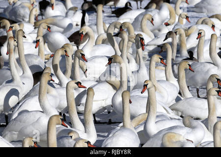 Grande foule de centaines de cygnes Banque D'Images