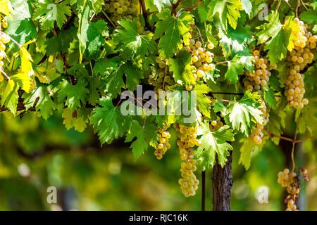 De nombreux grands blanc vert ou jaune Grechetto vin vigne grappes suspendues bunch à Assisi Ombrie, Italie vineyard winery et vine Banque D'Images