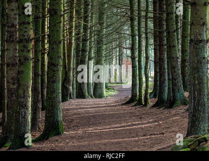 Chemin forestier en Beecraigs Country Park, West Lothian, Scotland Banque D'Images