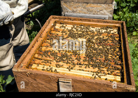 Châssis avec le miel provenant d'une ruche. Miel dans le châssis et les abeilles. Le choix du miel par l'apiculteur. Banque D'Images