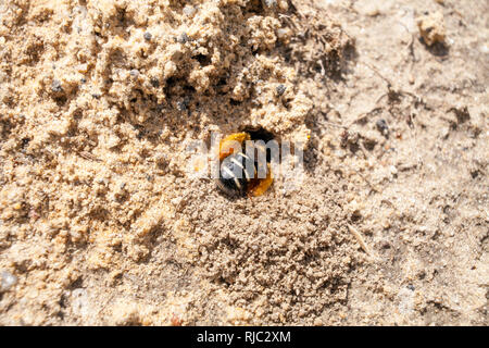 Des abeilles solitaires. Bee vivant sous terre. Bee creuser un trou dans la terre. Banque D'Images