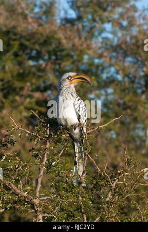 Calao à bec jaune du Sud, Kruger National Park, Afrique du Sud Banque D'Images