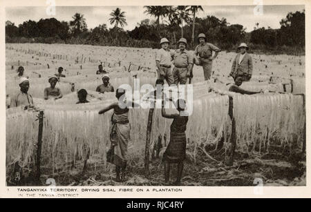 La fibre de sisal de séchage sur une plantation - Tanzanie, Afrique de l'Est Banque D'Images