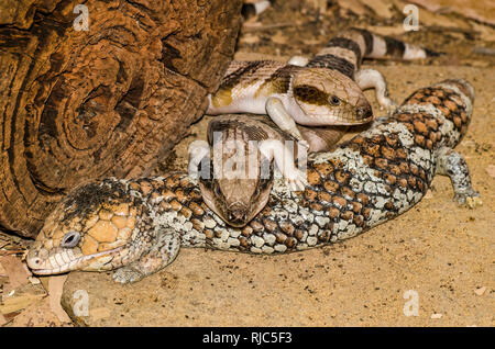 Les scinques Blue-Tongued, Australie Banque D'Images