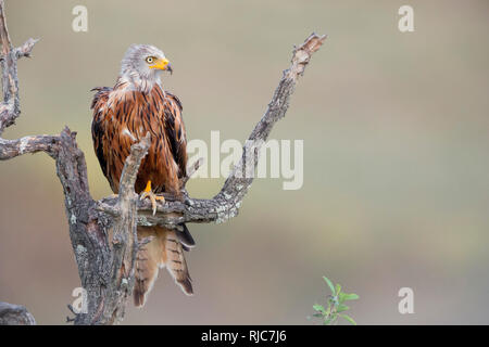 Red Kite, Adulte perché sur un arbre mort, Basilicate, Italie Banque D'Images