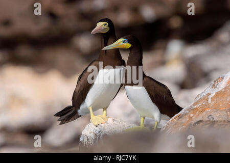 Fou brun, adulte, la paire, Raso, Cap-Vert (Sula leucogaster) Banque D'Images