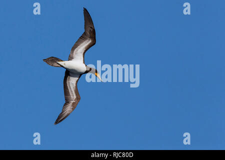 Fou brun, adulte, vol, Raso, Cap-Vert (Sula leucogaster) Banque D'Images