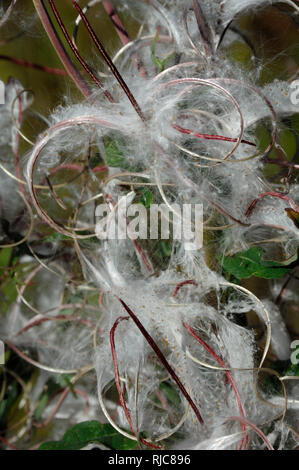 Blanches les coupelles de semences ou de graines de plantes herbacées sauvages la Rosebay Willowherb, Chamaenerion angustifolium Banque D'Images