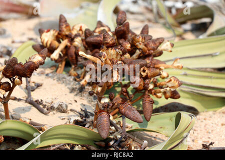 L'épanouissement d'un Welwitschie Welwitschia mirabilis (femelle) - Namibie Afrique du Sud Banque D'Images
