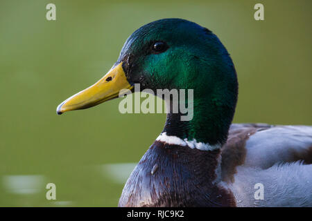 Le Canard colvert (Anas platyrhynchos), des profils close-up Banque D'Images