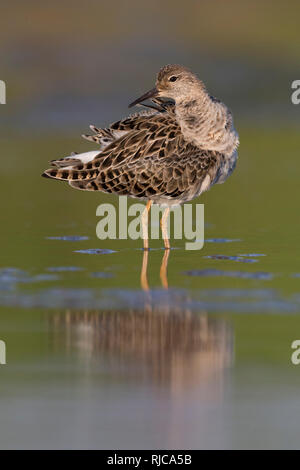 Le Combattant varié (Philomachus pugnax), adulte debout dans un étang Banque D'Images