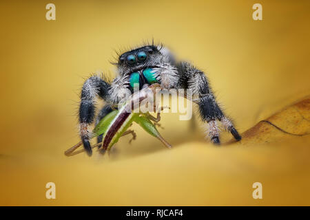 Close-up d'un manger un insecte, Indonésie Banque D'Images