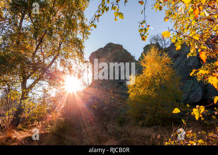 Les bouleaux en automne avec Bruchhauser Steine, Bruchhausen, Sauerland, Allemagne Banque D'Images