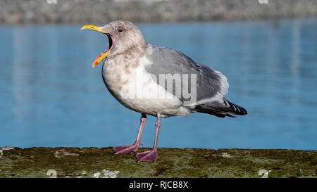 Portrait d'une mouette, British Columbia, Canada Banque D'Images