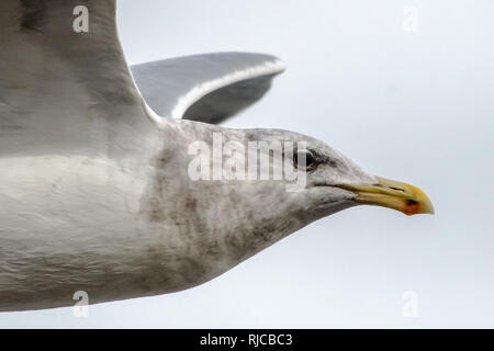 Mouette en vol, Sidney, Colombie-Britannique, Canada Banque D'Images