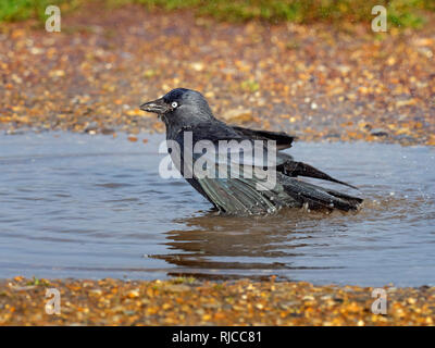 Corvus monedula choucas echelle sur les terres agricoles Banque D'Images