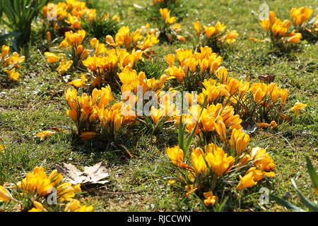 Crocus / Un groupe de Crocus dans l'herbe Banque D'Images