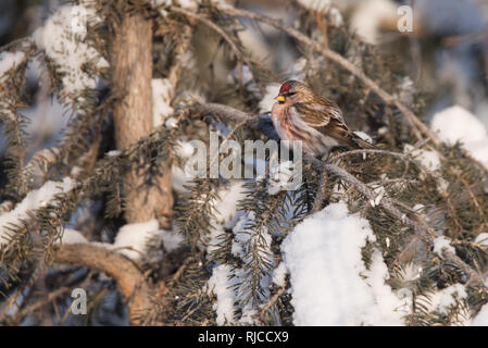 Un Sizerin flammé est perché sur un arbre de pin recouvert de neige à Yellowknife, Territoires du Nord-Ouest, Canada. Banque D'Images