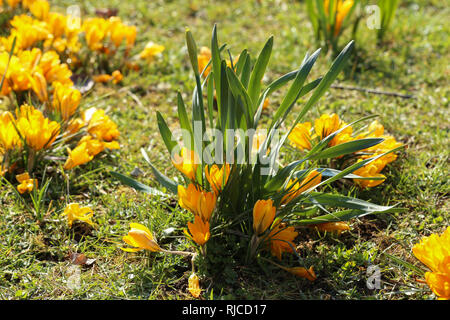 Crocus / Un groupe de Crocus dans l'herbe Banque D'Images