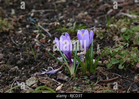 Crocus / Un groupe de Crocus dans l'herbe Banque D'Images