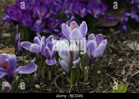 Crocus / Un groupe de Crocus dans l'herbe Banque D'Images