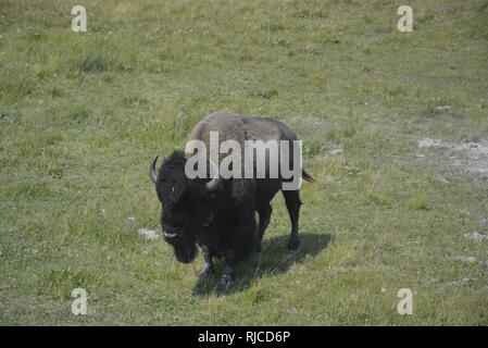 Les bisons du Yellowstone NP Banque D'Images