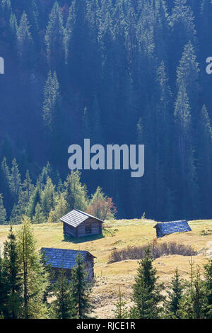 Abris et forêt sur Pralongia, près de Corvara, Dolomites, Tyrol du Sud, Italie. Banque D'Images