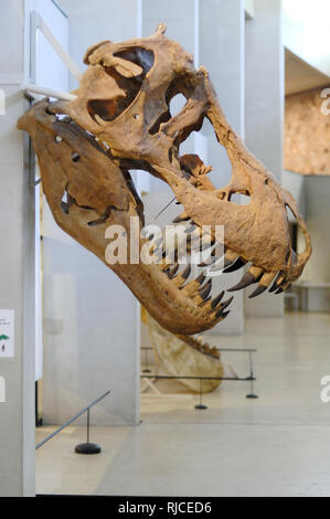 Exposition de Tyrannosaurus rex et placée sur l'affichage à l'entrée des Gorges du Verdon Musée de Préhistoire de Quinson Provence France Banque D'Images