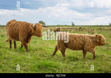 Deux sur le pâturage des bovins Galloway Banque D'Images
