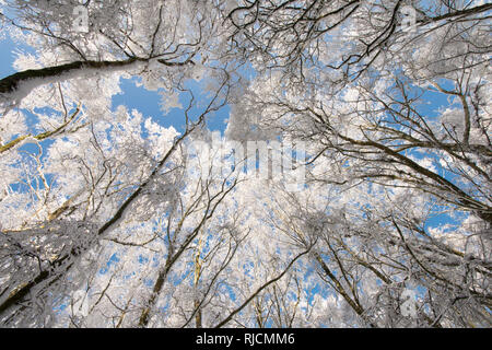 Ludshott couverture de neige lourde, commune d'arbres, vue verticale au-dessus de la cime des arbres, ciel bleu, Janvier, Surrey, UK. Banque D'Images