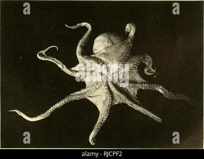 . L'des céphalopodes de l'Îles Hawaïennes. Cephalopoda ; mollusques. . Veuillez noter que ces images sont extraites de la page numérisée des images qui peuvent avoir été retouchées numériquement pour plus de lisibilité - coloration et l'aspect de ces illustrations ne peut pas parfaitement ressembler à l'œuvre originale.. Berry, S. Stillman (Samuel Stillman), 1887-1984 ; United States. Bureau des pêches. Washington, gouvernement. L'impression. L'arrêt. Banque D'Images