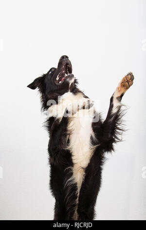 Border Collie noir et blanc de berger sautant en l'air essayant d'attraper quelque chose dans sa bouche sur fond de mur gris isolé. Banque D'Images