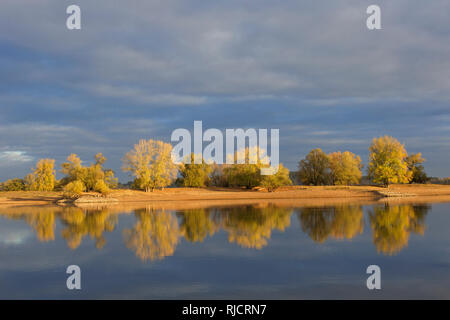 Arbres en couleurs d'automne le long de la rivière Elbe, la biosphère Niedersächsische Elbtalaue / abaissement de la vallée de l'Elbe saxonne, Basse-Saxe, Allemagne Banque D'Images