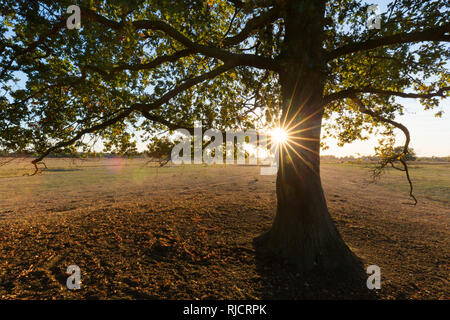 Soleil qui brille derrière le chêne commun solitaire / chêne pédonculé / European oak / chêne pédonculé (Quercus robur) arbre au coucher du soleil en automne Banque D'Images