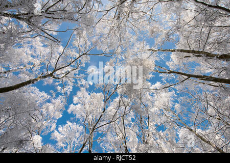 Ludshott couverture de neige lourde, commune d'arbres, vue verticale au-dessus de la cime des arbres, ciel bleu, Janvier, Surrey, UK. Banque D'Images