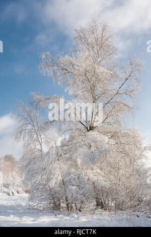 Ludshott couverture de neige lourde, commune de l'arbre, le bouleau verruqueux (Betula pendula, ciel bleu, Janvier, Surrey, UK. Banque D'Images