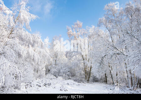 Ludshott couverture de neige lourde, commune d'arbres, ciel bleu, Janvier, Surrey, UK. Banque D'Images