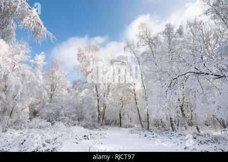 Ludshott couverture de neige lourde, commune d'arbres, ciel bleu, Janvier, Surrey, UK. Banque D'Images