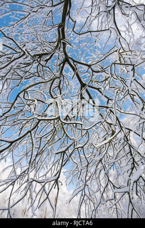 Ludshott couverture de neige lourde, commune d'arbres, branches pendantes, ciel bleu, Janvier, Surrey, UK. Banque D'Images