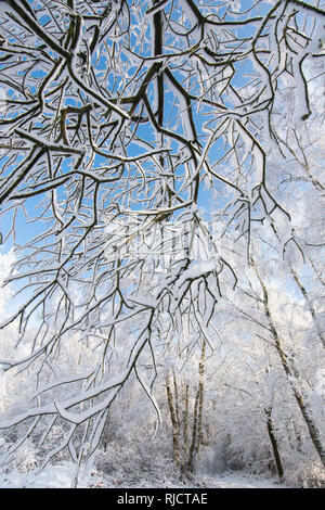 Ludshott couverture de neige lourde, commune d'arbres, branches pendantes, ciel bleu, Janvier, Surrey, UK. Banque D'Images