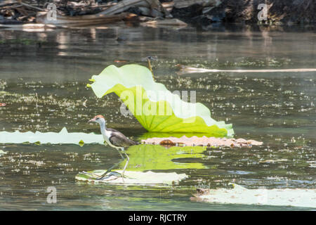 Comb-crested Jacana​ permanent d'oiseaux sur feuille de lotus flottant dans l'eau de la Corroboree Billabong dans le Territoire du Nord de l'Australie Banque D'Images