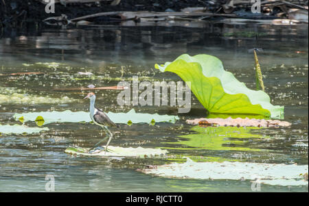 Comb-crested Jacana​ permanent d'oiseaux sur feuille de lotus flottant dans l'eau de la Corroboree Billabong dans le Territoire du Nord de l'Australie Banque D'Images