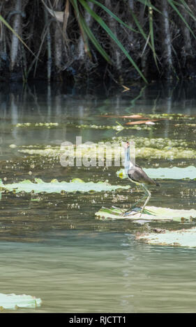 Comb-crested Jacana​ permanent d'oiseaux sur feuille de lotus flottant dans l'eau de la Corroboree Billabong dans le Territoire du Nord de l'Australie Banque D'Images