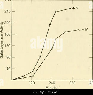 . L'hérédité de la cellule. La cytogénétique. 322 280 Hérédité cellulaire. 480 La figure 11.8. L'induction de mase/galactoz dans /Moyen-Orient cellules dans la présence et l'absence d'une source d'azote. Les cellules de levures cultivées sur le glucose n'ont aucune activité galoctozymase, mais après l'ajout de galactose, formation de l'enzyme commence. Au bout de 4 heures, con- siderable enzyme est formée à la fois en présence et l'absence d'une source d'azote. Ces résultats indiquent qu'une nouvelle activité enzymatique peut apparaître dans les cellules en division (ou à peine après Spiegelman, 1946, C. S. H. Symp. Quanf. Biol., 11:256). L'action des gènes, et les mécanismes de réglementation Banque D'Images