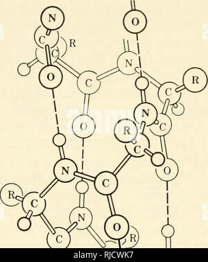 . L'hérédité de la cellule. La cytogénétique. Mécanismes d'ACTION DES GÈNES 285 Figure 10.5. L'un-hélice con- figuration d'une protéine. L'a- hélice est maintenu ensemble par des liaisons hydrogènes entre le groupe amide d'un acide aminé et l'oxygène carboxyle de l'acide aminé situé à trois résidus d'elle le long de la chaîne polypeptidique. Formée de cette façon, la configuration est très fermement, et il n'y a pas d'espace ouvert dans le centre. L'un-hélice est une structure très générale qui pourra accueillir des chaînes latérales d'acides aminés. Proline provoque une courbure dans la chaîne (de Corey et Paul- ing, 1955, Bruxelles. Les TSI. Lombard Sci., 89:10 Banque D'Images