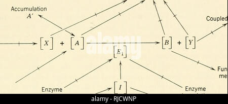 . L'hérédité de la cellule. La cytogénétique. Mécanismes d'ACTION DES GÈNES 275 -*- une synthèse de l'Enzyme Gene 11 -^B (métabolite essentiel) (a) réactions concurrentes. La réaction enzymatique couplée métabolite Fonctionnement inhibiteur de dégradation ou concurrents substrat (b) Figure 10.2. Schéma d'un bloc métabolique dans la conversion de l'un à 8 résultant de la mutation. (O). Régime simplifié. Mutation de 1 gènes conduit à l'inactivation de l'enzyme f, . (B). D'autres possibilités. Incapacité de formule 6 pourrait résulter d'une mutation modifiant l'une des réactions qui influencent la transformation d'une à 6 (à partir de Wagner &AMP ; Mitchell 1955, Banque D'Images